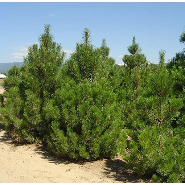 Pinus nigra - Feketefenyő 80/100 FL