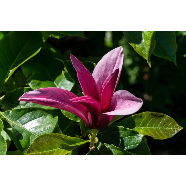 Magnolia liliiflora ‘Nigra’ – Bíbor liliomfa K20