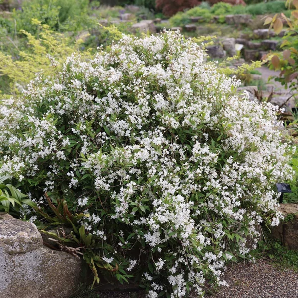 Deutzia gracilis 'Nikko' - Törpe gyöngyvirágcserje K2