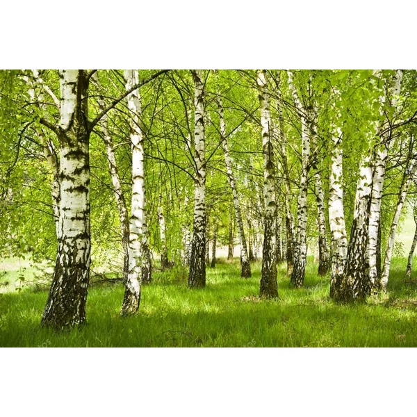 Betula pendula - Közönséges nyírfa K30 200 