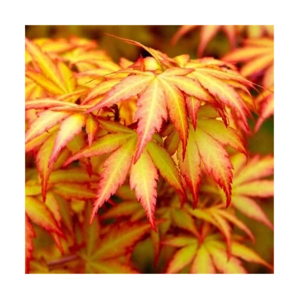 Acer palmatum- Japán juhar  150/175