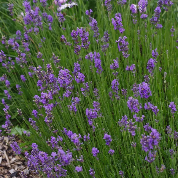 Lavandula Angustifolia Munstead Cs9