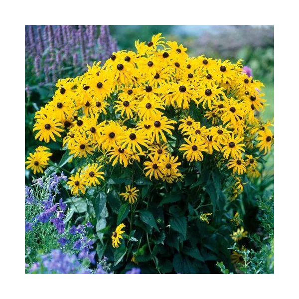 Rudbeckia fulgida City Garden- Pompás kúpvirág CS14