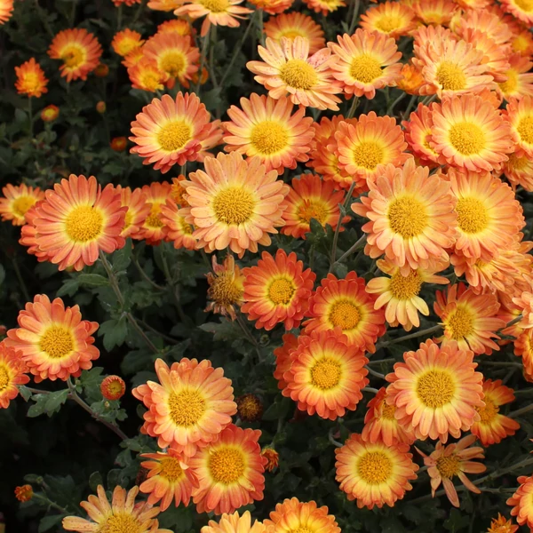 Chrysanthemum indicum Dernier Soleil Cs14