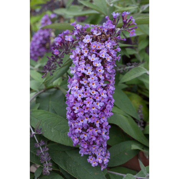 Buddleia 'Dreaming Lavander' MT - Nyáriorgona lila törzses K5 T50