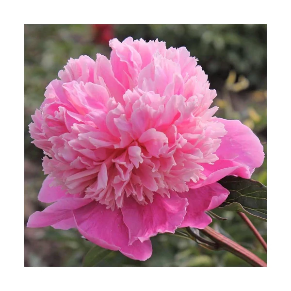 Paeonia lactiflora 'Noémi Demay' Bazsarózsa K3l