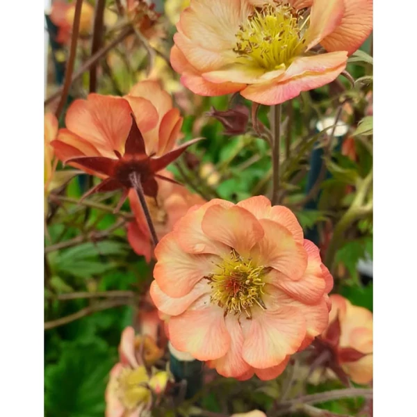 Geum Golden  JoyGyömbérgyökér CS14