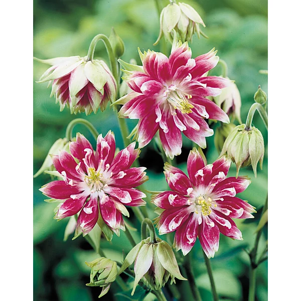 Aquilegia vulgaris Black Barlow' - Teltvirágú harangláb Cs9