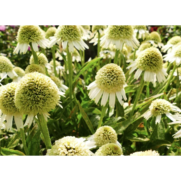 Echinacea Delicious Nougat - Kasvirág CS14
