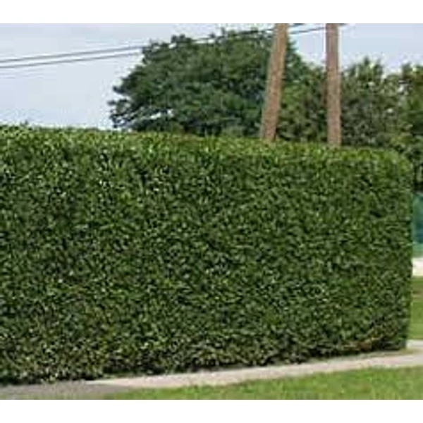 Ligustrum ovalifolium - Széleslevelű télizöld fagyal EXTRA 125/150 FL