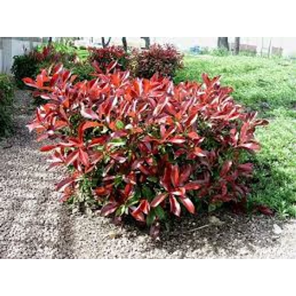 Photinia x fraseri 'Compacta – Korallberkenye 35/45