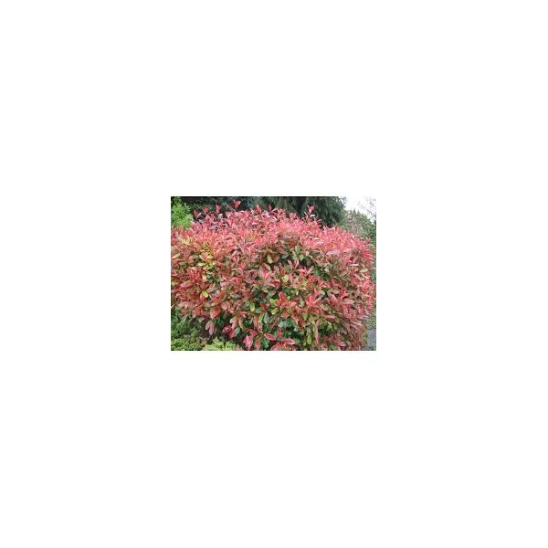 Photinia x fraseri 'Little Red Robin' - Vörös korallberkenye 1/2 standard C12