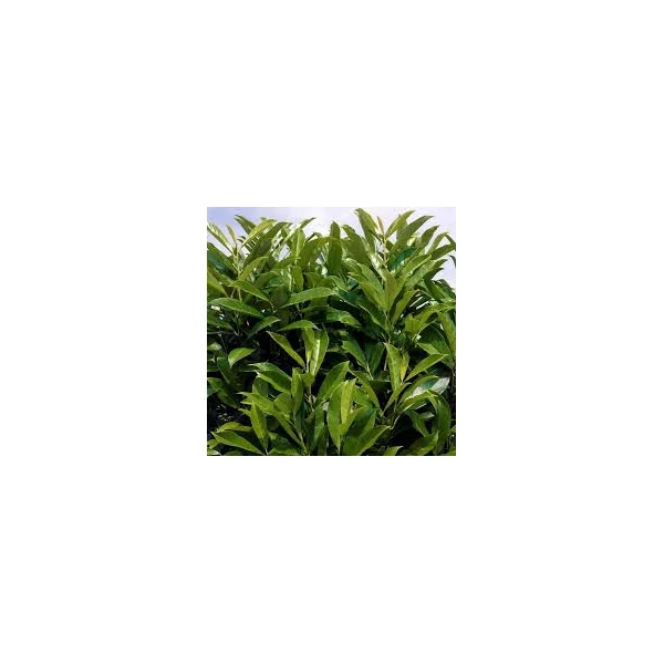Prunus laurocerasus 'Fontanette' - Oszlopos babérmeggy K7,5 80/100