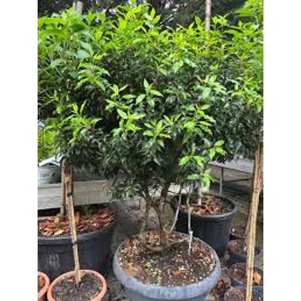 Prunus lusitanica 'Brenelia' – Portugál babérmeggy többtörzses 65 H. 120/130