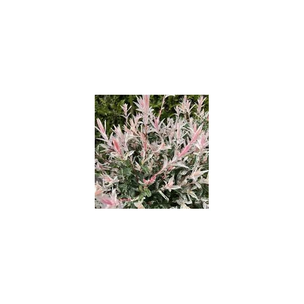 Salix in. flamingo - Tarkalevelű japánfűz 65cm