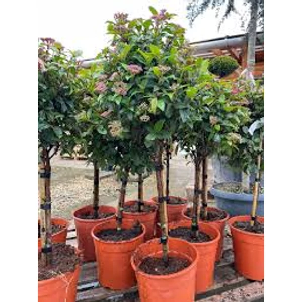Viburnum tinus – Téli bangita törzses K25 T150 