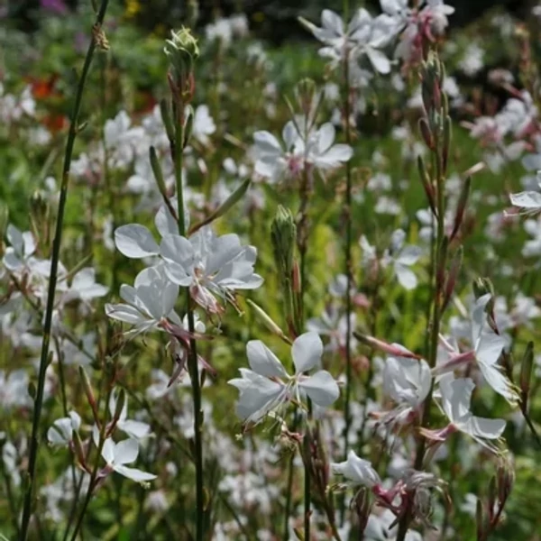 Gaura lindheimeri ‘Corrie’s Gold’ – tarkalevelű díszgyertya Cs14