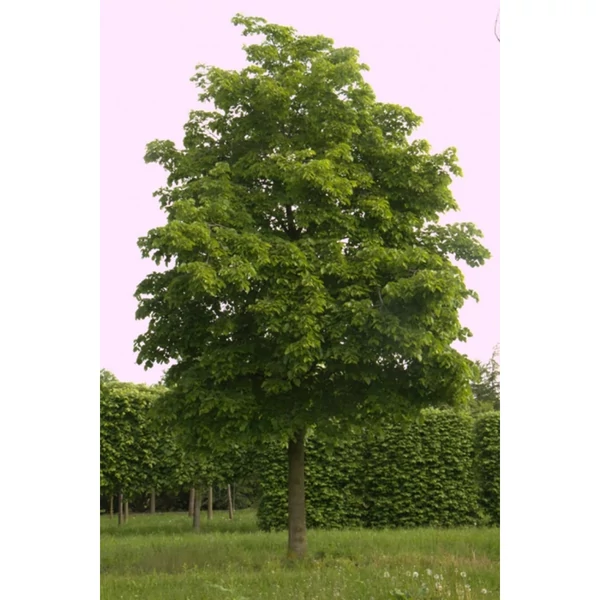 Tilia americana 'Nova' - Amerikai hárs K20/35 10/12