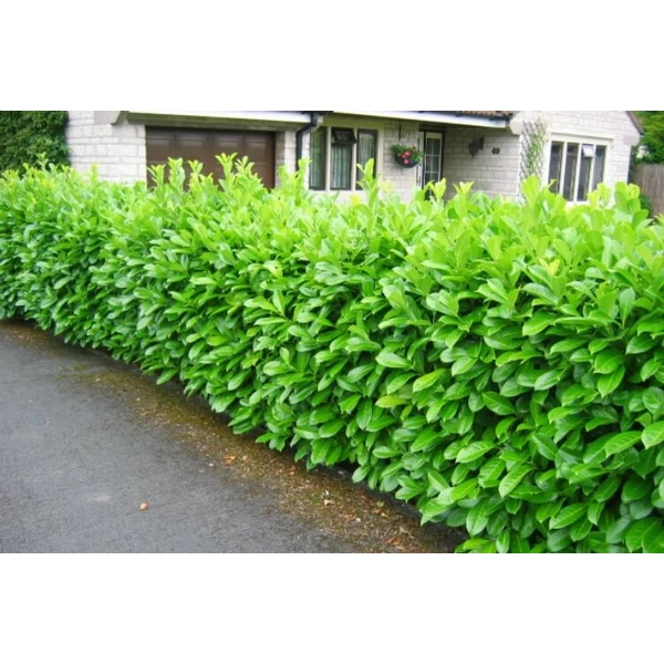 Prunus laurocerasus 'Novita' – Novita babérmeggy K5 60/80