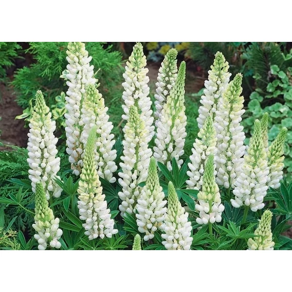 Lupinus Nobel Maiden- Csillagfürt Cs14