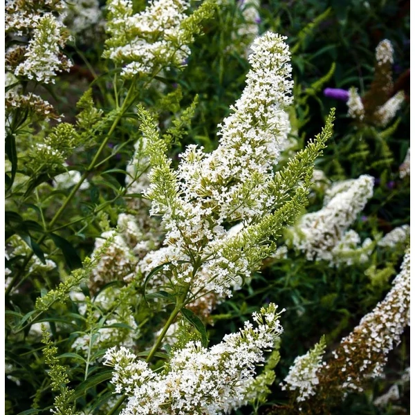 Buddleia davidii Nanho White  Nyáriorgona fehér alacsony