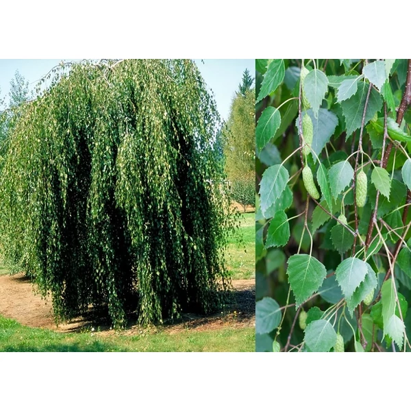 Betula pendula 'Youngii' - Közönséges csüngő nyírfa K25 8/10 TM200