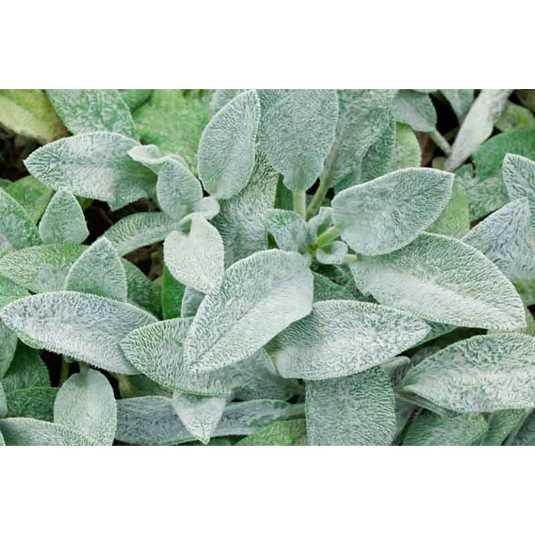 Stachys byzantina - Gyapjas tisztesfű CS9
