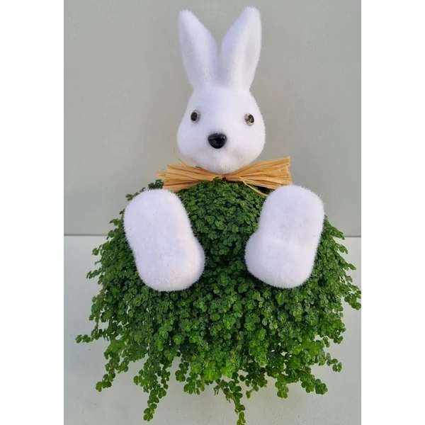 Soleirolia Bunny Bow White - Párnafű nyuszival P13 20cm