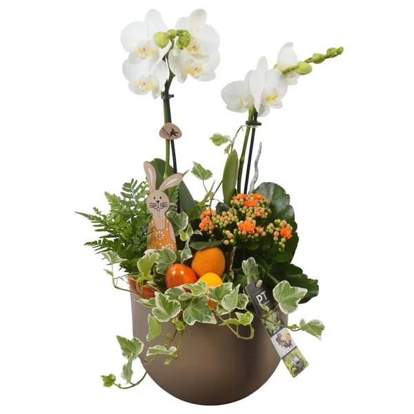 Húsvéti növénykompozíció kerámia tálban orchideával 47/50cm