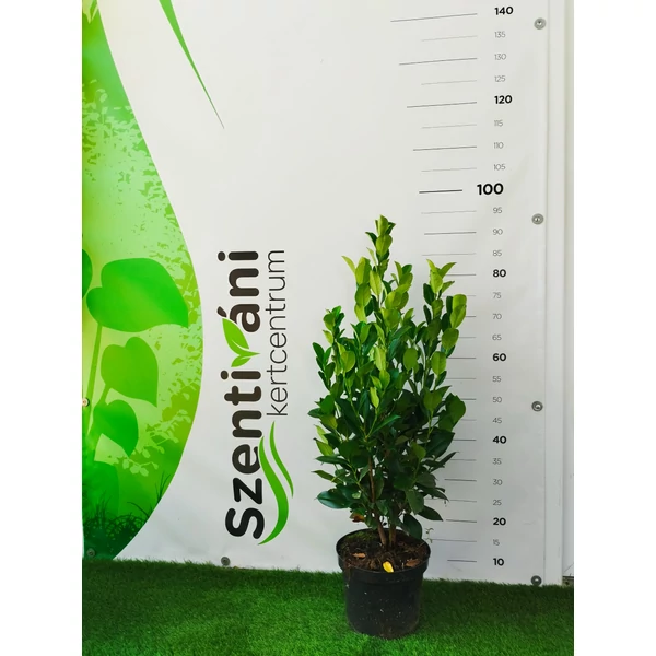 Prunus laurocerasus 'Obelisk' - Babérmeggy 50-70 cm K3