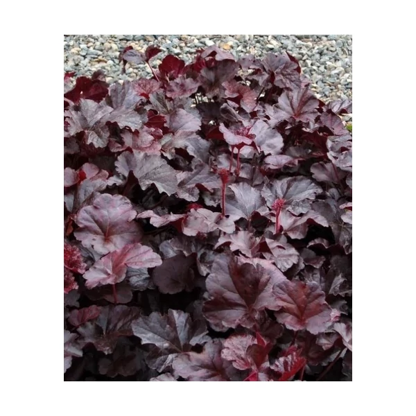 Heuchera Obsidian - Tűzeső Cs14