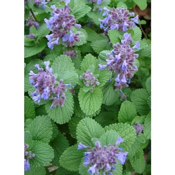 Nepeta racemosa Odeur Citrom Macskamenta Cs9