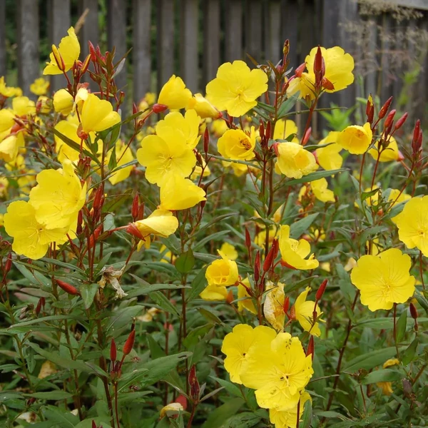 Oenothera fr. 'Sonnenwende' -Ligetszépe CS9