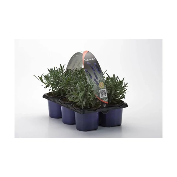Lavandula officinalis – Közönséges levendula Pakk 6db/9CS