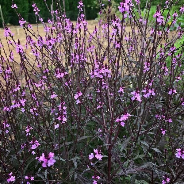 Verbena officinalis ‘Bampton’ – Vasfű CS14