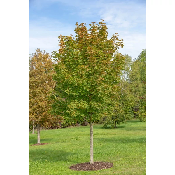 Acer platanoides 'Olmsted' – Oszlopos korai juhar K10/15 6/8 175/225