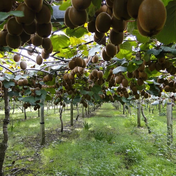 Actinidia autofertile Solo - Öntermékeny kivi 60/70 K2