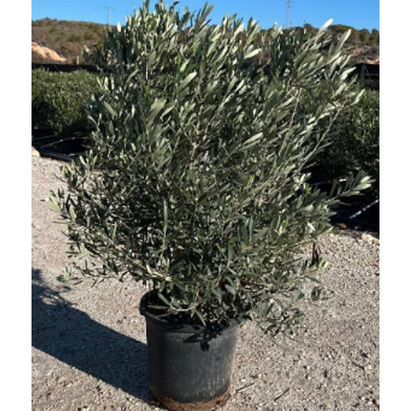 Olea europaea- Európai olajfa K10