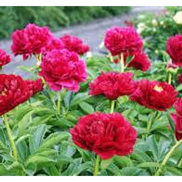 Paeonia lactiflora 'Old Faithful' Bazsarózsa 3L