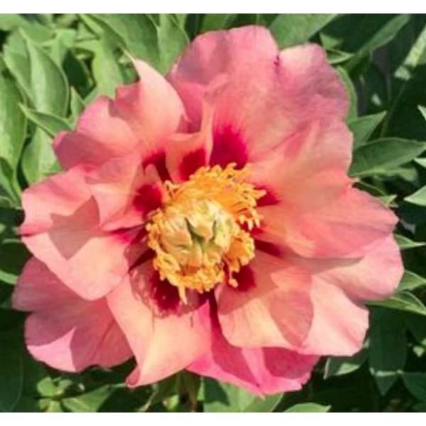 Paeonia Itoh Old Rose Dandy - Itoh  bazsarózsa K5L