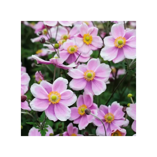 Anemone hupehensis  Rose Shades - Őszi szellőrózsa, kínai szellőrózsa Cs9