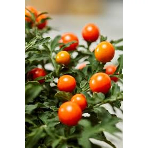 Solanum - Korallbokor