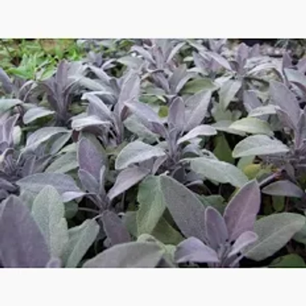 Salvia officinalis Purpurea  -  Zsálya  CS14