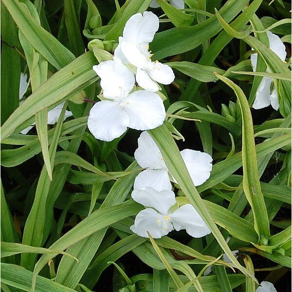 Tradescantia 'Innocence' - Fehér kerti pletyka CS14