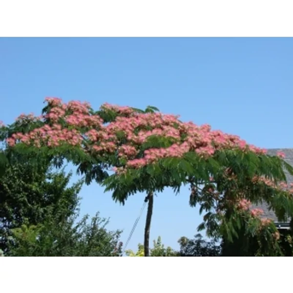 Albizia julibrissin 'Ombrella' - Pirosvirágú selyemakác K50 8/10