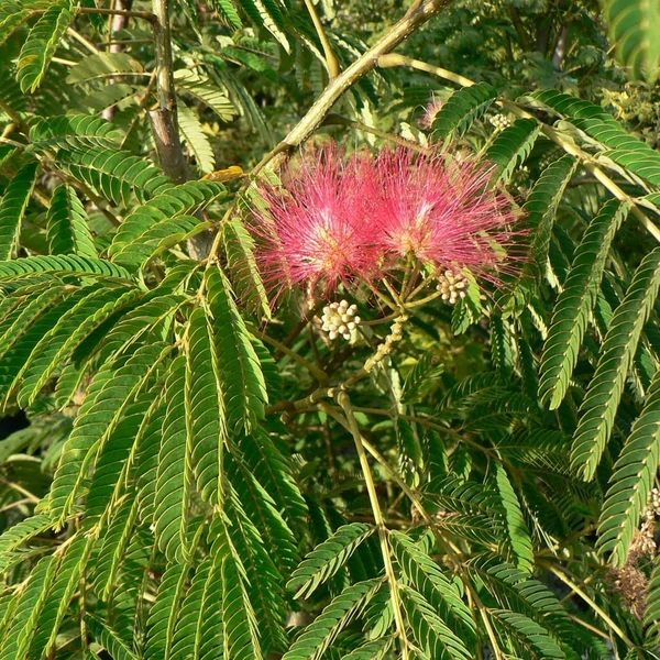 Albizia julibrissin 'Ombrella' - Pirosvirágú selyemakác CLT45 10/12