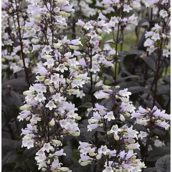 Penstemon digitalis 'Onyx and Pearls'  - Bugatölcsér Cs14