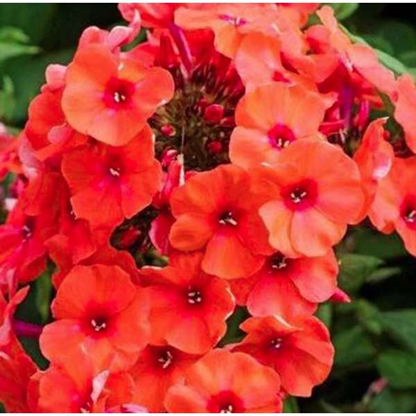 Phlox paniculata Orange Perfection - Bugás lángvirág CS14