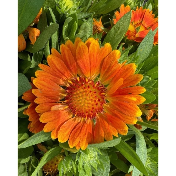 Gaillardia aristata GUSTO™ 'Orange Zest' - Kokárdavirág Cs14