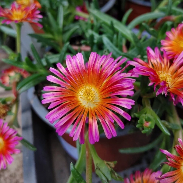 Delosperma Ocean Sunset Orange Glow-Kristályvirág Cs14